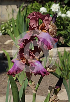 Purple iris flowers on a green and brown background