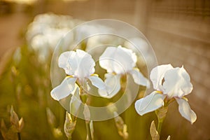 White iris flowers growing in a spring garden at sunset
