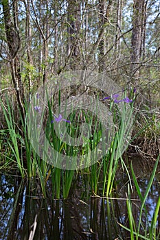 Purple iris flowers growing wild in Louisiana bayou swamp water