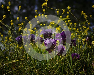 Purple Iris flowers (Iris atropurpurea) blooming Gilboa mountains Israel