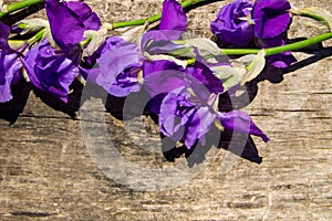 Purple iris flowers on wooden background with copy space
