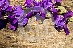 Purple iris flowers on wooden background with copy space