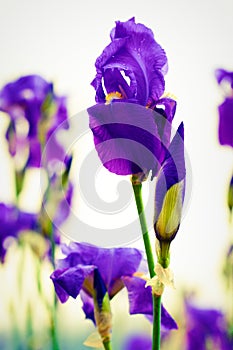 Purple iris germanica