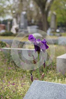 Close up of a purple iris at a cemetery