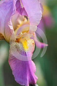 Purple iris grows in a meadow in the garden.