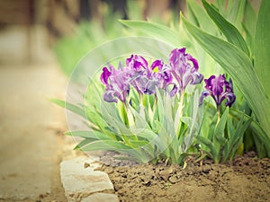 Purple Iris in a natural environment