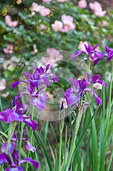 Purple Iris near Wild Pink Roses