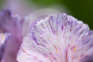 Purple Iris Petal Abstract