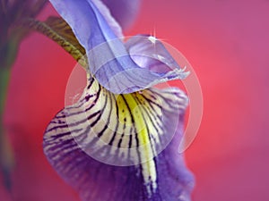 Purple iris petal with water drop.