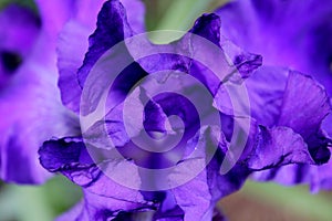 Purple Iris Petals