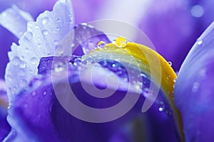 Purple Iris petals with water droplets