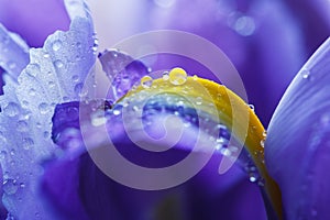 Purple Iris petals with water droplets