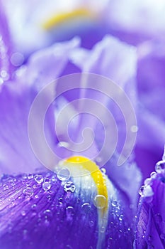 Purple Iris petals with water droplets