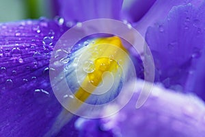 Purple Iris petals with water droplets