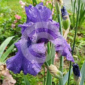 purple iris after the rain