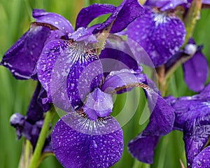 Purple iris and the rain drops they collect