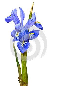 Purple Iris reticulata photo