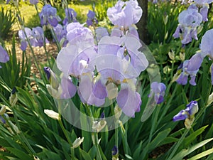 Purple irises