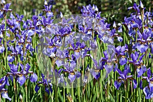 Purple Irises