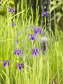 Purple Irises.