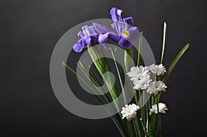 Purple irises on a black background