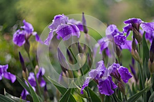 Purple irises bloom in a green garden in spring