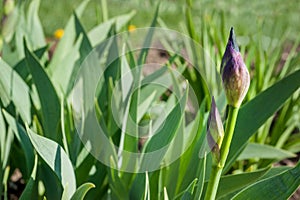 purple irises bud, navels of blooming flower detail on blurred background