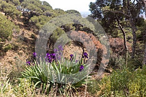 Purple irises on Mount Tibidabo