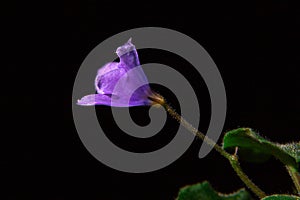 Purple isolated violet flower, similar to a bellflower, on a black background. LE Erika