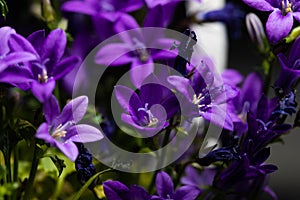 Purple Ithuriel`s Spear flowersTriteleia laxa photo