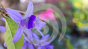 The Purple Ivy Flower Blooming