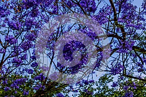 Purple jacaranda flower mimosifolia on a tree on a spring day