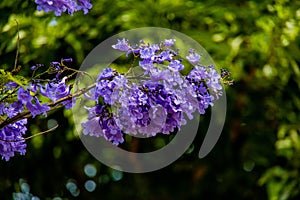 Purple jacaranda flower mimosifolia on a tree on a spring day