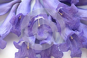 Purple Jacaranda flowers closeup macro image