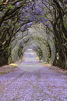 Purple jacaranda flowers in the road and on the trees