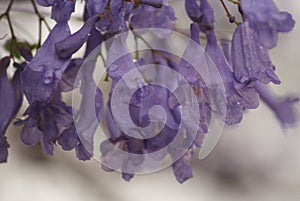 Purple Jacaranda flowers with water droplets