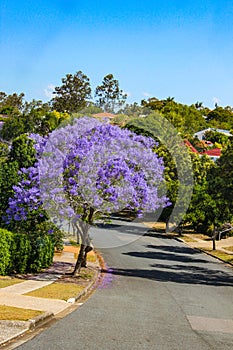 Purple Jacaranda Tree in full bloom on street in Suburbs of Brisbane Australia with tile roofs showing through the foliage in back