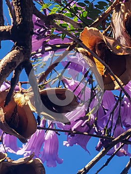 Purple jacarandas bloom on the streets of Buenos Aires.