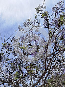 Purple jacarandas bloom on the streets of Buenos Aires.