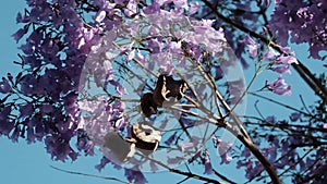 Purple jacarandas bloom on the streets of Buenos Aires