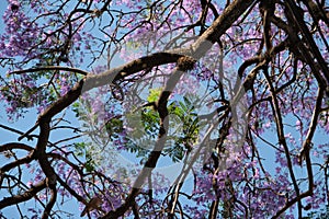 Purple jacarandas bloom on the streets of Buenos Aires