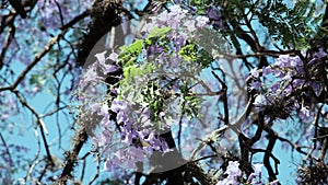 Purple jacarandas bloom on the streets of Buenos Aires