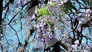 Purple jacarandas bloom on the streets of Buenos Aires