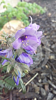 Purple Jacob`s Ladder Flower Macro