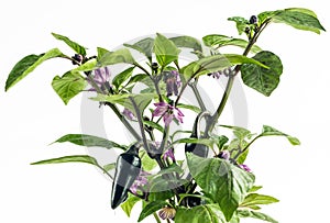 Purple Jalapeno Pepper photo