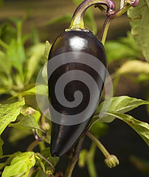 Purple jalepeno