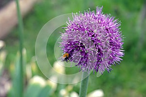 Purple Japaneese leek with a bee