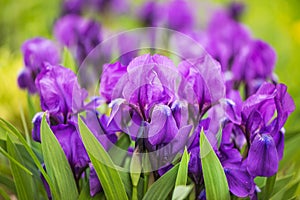 Purple Japanese iris flowers