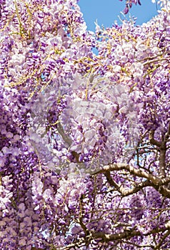 Purple Japanese Wisteria flowers in bloom against blue sky