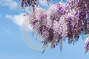 Purple Japanese Wisteria Wisteria Floribunda flowers in bloom against blue sky